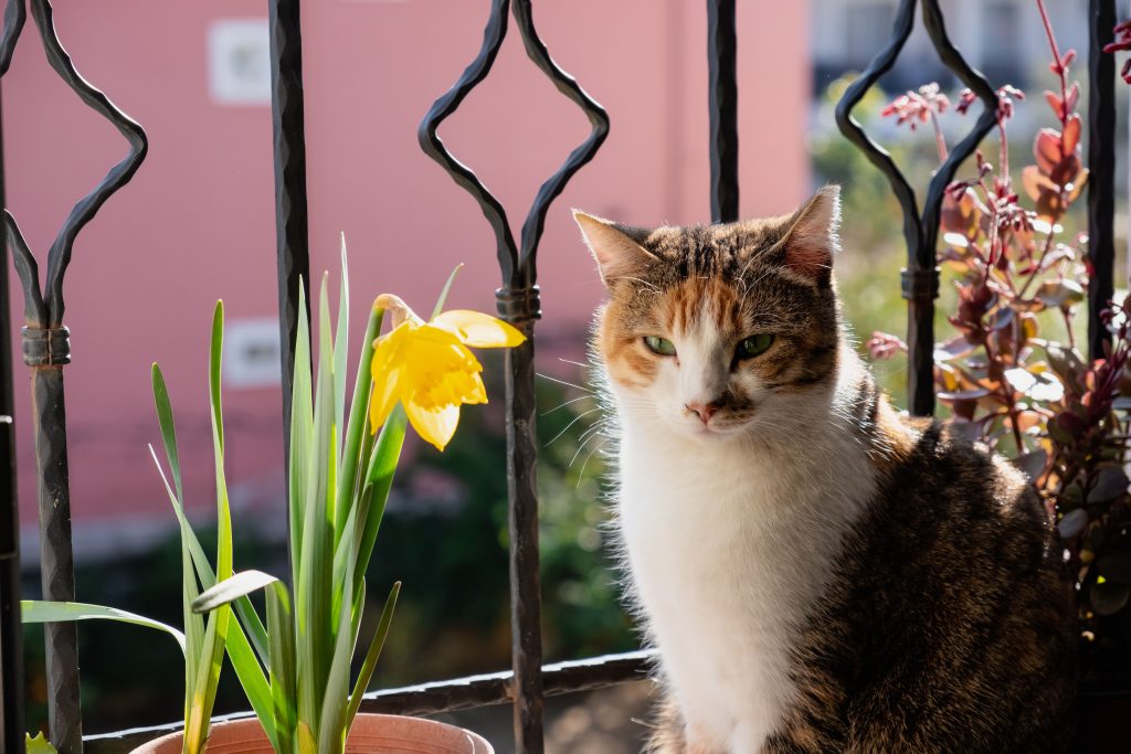 Chat roux sur balcon ensoleillé avec fleur