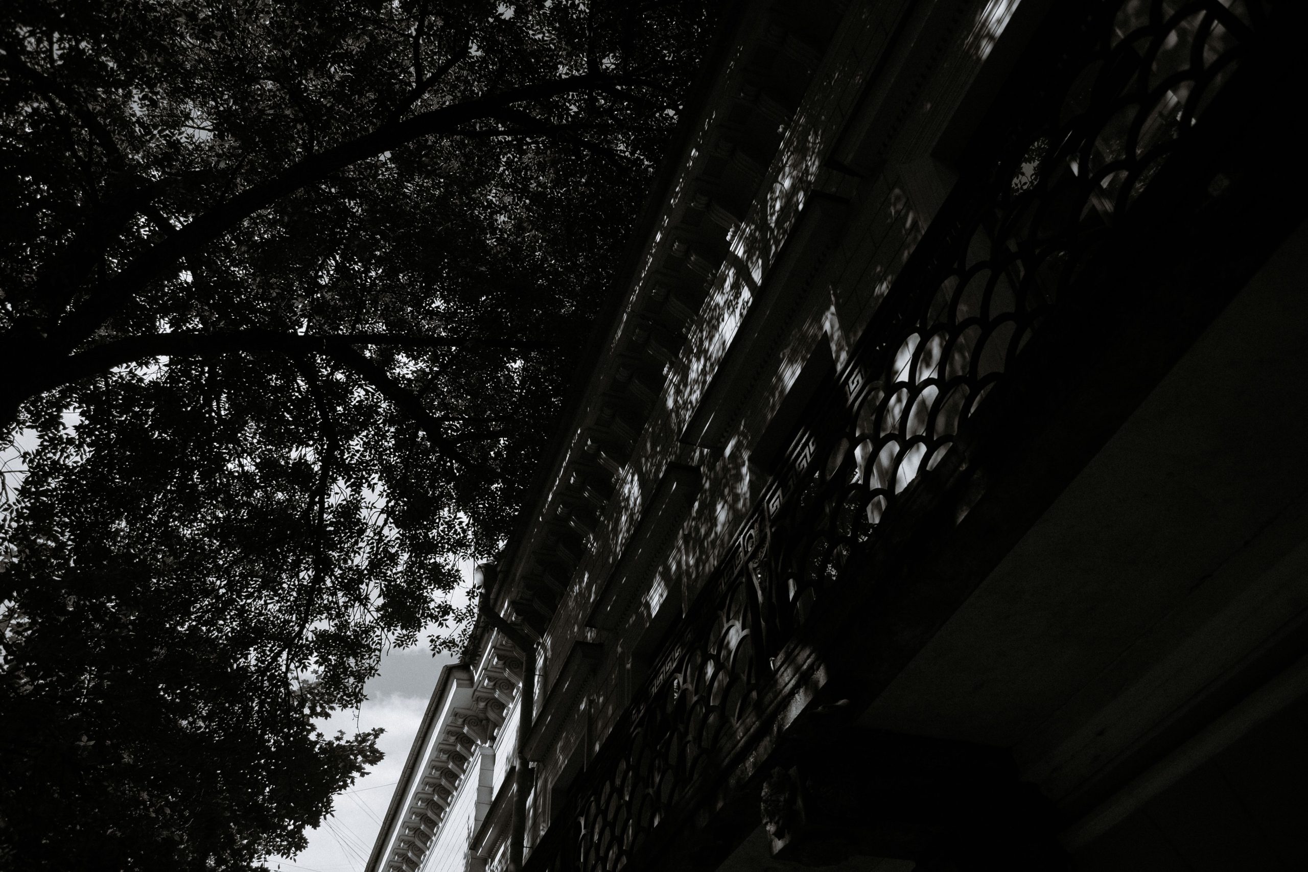 Silhouette arbre bâtiment noir blanc
