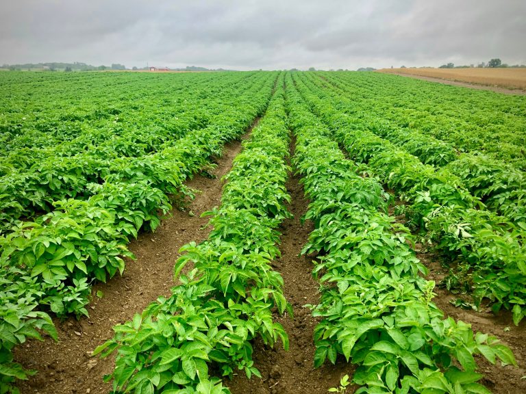 Quelle distance entre rangs de pomme de terre faut-il respecter ?