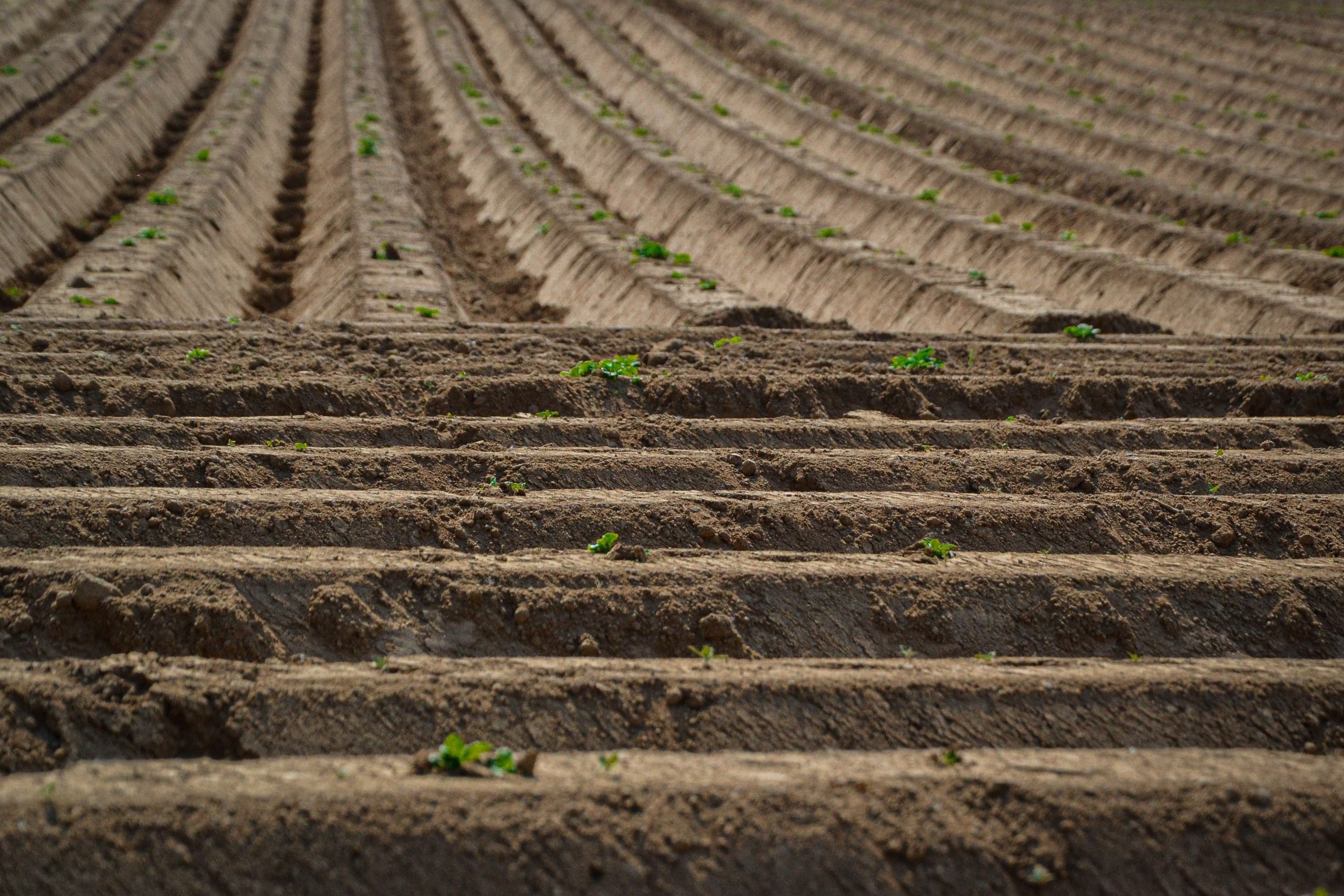 Rangs de terre fraîchement labourée en Belgique.