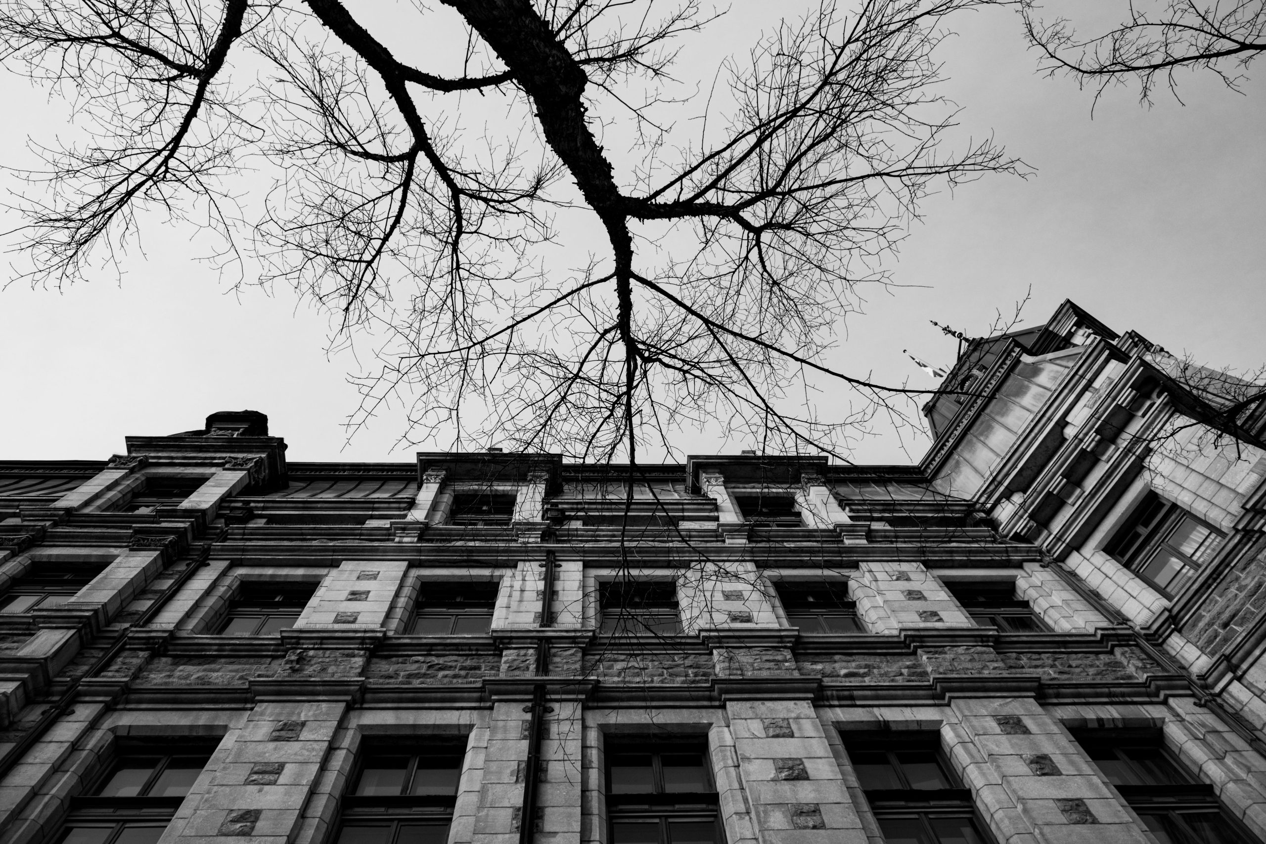 Façade architecturale branches nues noir blanc